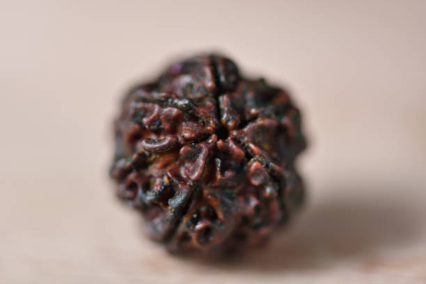 7 mukhi rudraksha isha