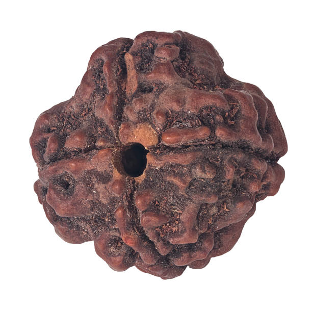 advantages of 18 mukhi rudraksha