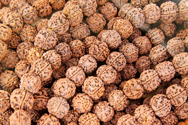 Certified Rudraksha Bannerghatta Road