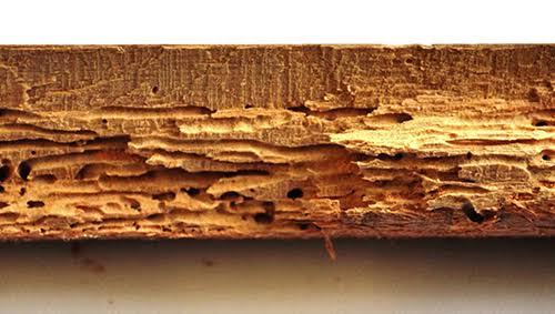 Woodworm Essex